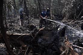 Selangor Fire Dept: Forest fire in ...