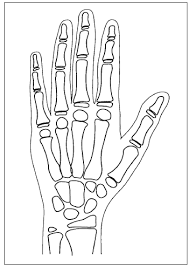Carpals metacarpals phalanges radius and ulna a re circled and labeled. Https Www Biologycorner Com Anatomy Skeletal Aging Hand Coloring Pdf