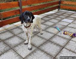 Image result for auvergneský ohař