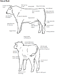 How To Judge Beef Livestock Judging Cattle Ranching Cattle Farming