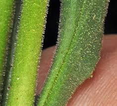 Image result for Spirodela polyrrhiza