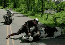 Dead Horse Gifs Tenor