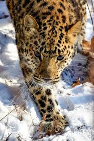 24 Amazing Animals That Are Almost Extinct Scary Animals Animals Wild Animals