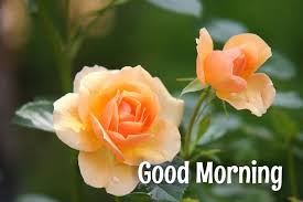Don't forget to share these images on reddit, whatsapp, facebook & other social media platforms. 20 Flowers Good Morning Images Good Morning Images Love