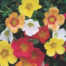 I love the way purslane adapts to baskets, pots, containers of all kinds. Garden Purslane Portulaca Oleracea My Garden Life