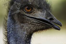 Portrait Of Emus National Bird Of Australia Birds Of Australia Emu