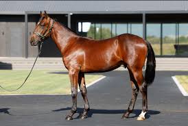 Empire Stallions added a new photo.