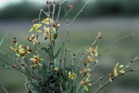 Image result for Janusia