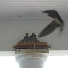 They should be at least 12 inches tall and should have a. A Barn Swallow Nest On Our Front Porch Lloyd Center For The Environment Dartmouth Ma