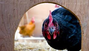Some diseases have a greater effect and higher consequences for the bird population than other diseases. 6 Pests That Can Wreak Havoc On Your Coop How To Banish Them Naturally Hobby Farms