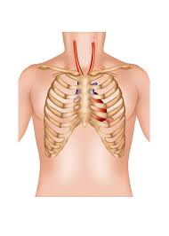 Learn all about uneven rib cages. Rib Cage And Heart Photograph By Samantha Elmhurst Science Photo Library