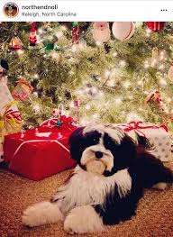 The mini sheepadoodle is a smaller version of the standard sheepadoodle.instead of being crossed with a standard poodle, an old english sheepdog is bred with either a toy or miniature poodle in order to achieve the. Petite Sheepadoodle Sheepadoodle Sheepadoodle Puppy Goldendoodle