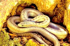 snake