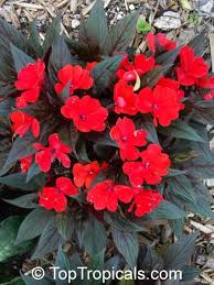 Image result for Impatiens irvingii
