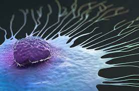 Pain and fractures, when cancer has spread to the bone headache, seizures, or dizziness, when cancer has spread to the brain shortness of breath, when cancer has spread to the lung How Fast Does Breast Cancer Spread Health Essentials From Cleveland Clinic