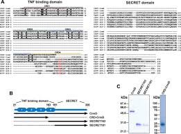 Share subscribe my second channel: Insights Into Ligand Binding By A Viral Tumor Necrosis Factor Tnf Decoy Receptor Yield A Selective Soluble Human Type 2 Tnf Receptor Journal Of Biological Chemistry