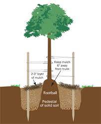 Tree cities of the world. Tree Planting Guide Green Acres Nursery Supply