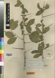 Image result for Rhynchosia goetzei