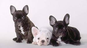 French bulldogs are not hypoallergenic however, they can be okay with people who have mild allergies if just to let you know most hypoallergenic dogs are not very cute. French Bulldog Price Temperament Life Span