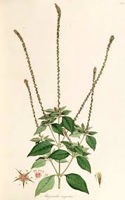 Image result for Achyranthes aspera