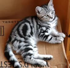 Pin On Feline