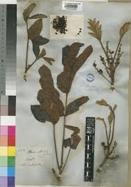 Image result for Lannea edulis