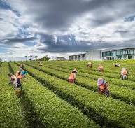 Zealong Tea Estate - Waikato | 100% New Zealand Grown Tea