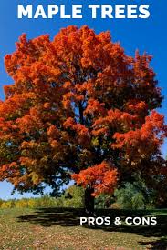 If you are in the upper or middle south, full sun. Learn About Pros And Cons Of Planting Maple Trees Maple Tree Maple Tree Landscape Trees To Plant