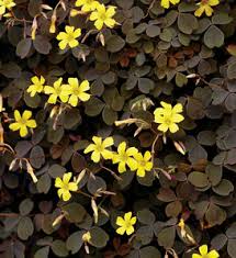 Image result for Oxalis oligotricha