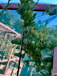 Image result for Dioscorea cochleari-apiculata