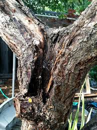 Les arbres sains dépendent de beaucoup de facteurs, y compris la maladie en temps opportun et la lutte antiparasitaire. Apricot Tree Bark Splitting