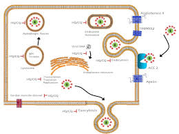 Image result for Chloroquine