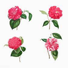 Download Premium Vector Of Vintage Set Of Pink Camellia Flowers Vector Flower Illustration Flowers Flower Painting