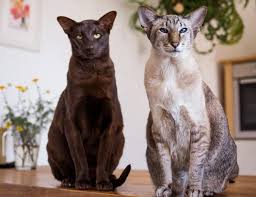 pin na doske gipoallergennye porody koshek