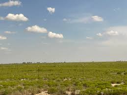 Image result for Rytidosperma davyi