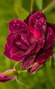 Download and use 100,000+ beautiful flowers stock photos for free. Pin On Beautiful Flowers