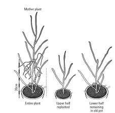Image result for orchid cuttings
