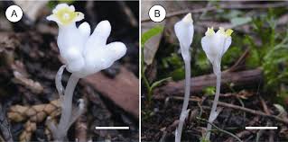 Image result for Burmannia