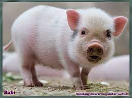 Semua sumber babi ini untuk diunduh. Nama Binatang Dari Huruf B Nama Gambar Binatang Bayi Hewan Binatang Bayi Babi