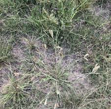 Image result for Tristachya