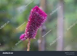 Image result for Celosia trigyna