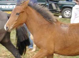 However, there are a few exceptions: X New Forest Trust