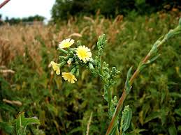 Image result for Lactuca glandulifera