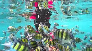 The most touted and popular place for snorkeling & swimming is pulau payar marine park. Snorkeling Pulau Payar Langkawi Malaysia Payar Island Marine Park Langkawi Coral Platform Reef Youtube