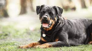 5,824 likes · 79 talking about this. Rottweilers What S Good And Bad Behavior Temperament More