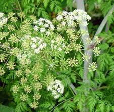 Poison Hemlock Conium Maculatum Ontario Wildflowers Ornamental Plants Wild Flowers Native Plants