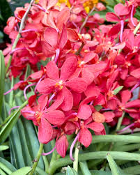 The top cuttings have arrived 🌈 In order of appearance: 🏷️ Aranda Anne  Khoo x Vanda Prakypetch (pink
