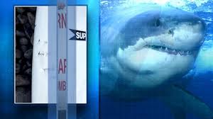 The miami children's museum never disappoints. Shark Bites 9 Year Old Boy As He Body Surfed In Miami Beach Abc News