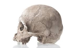 Skull Profile Photos Royalty Free Images Graphics Vectors Videos Adobe Stock I'm not very experienced so any advice is welcome. skull profile photos royalty free