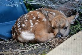Mule deer, common in the western united states, usually give birth to a single fawn in their first breeding year and twins thereafter. Found A Baby Deer